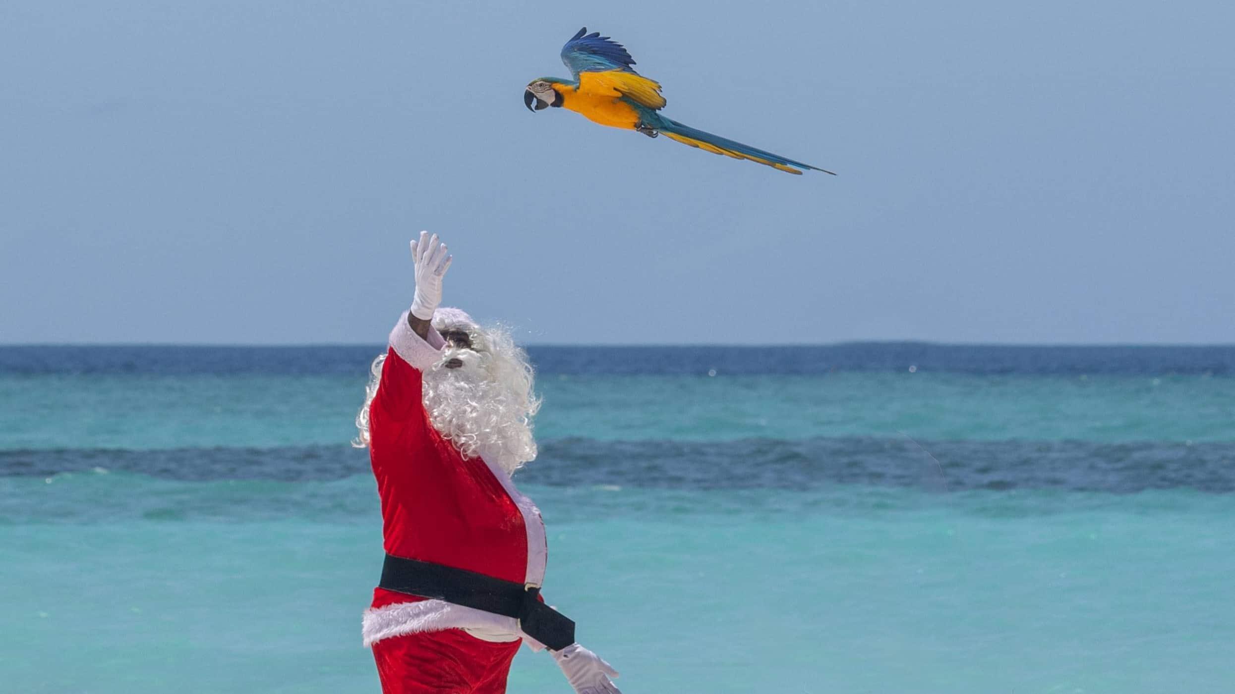 Festive Season at Angsana Velavaru, Maldives. Macaw flies in to land on Santa's hand. 