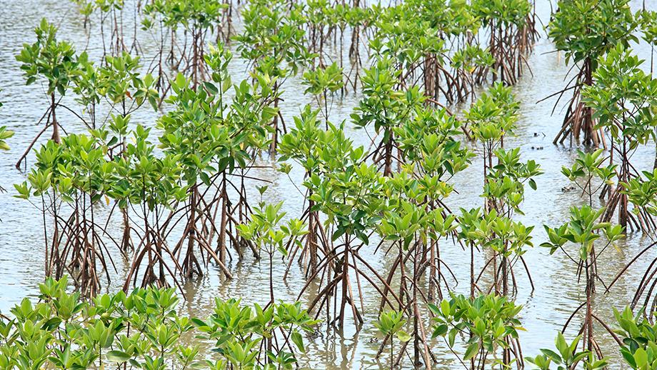 Minh Chau Beach and Mangrove Forest