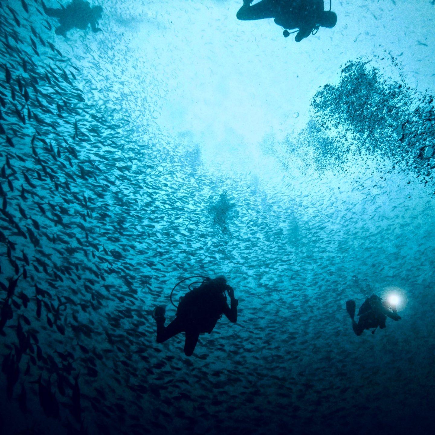 Divers in the Maldives