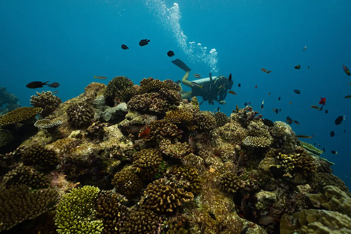 Angsana Velavaru - Diving 