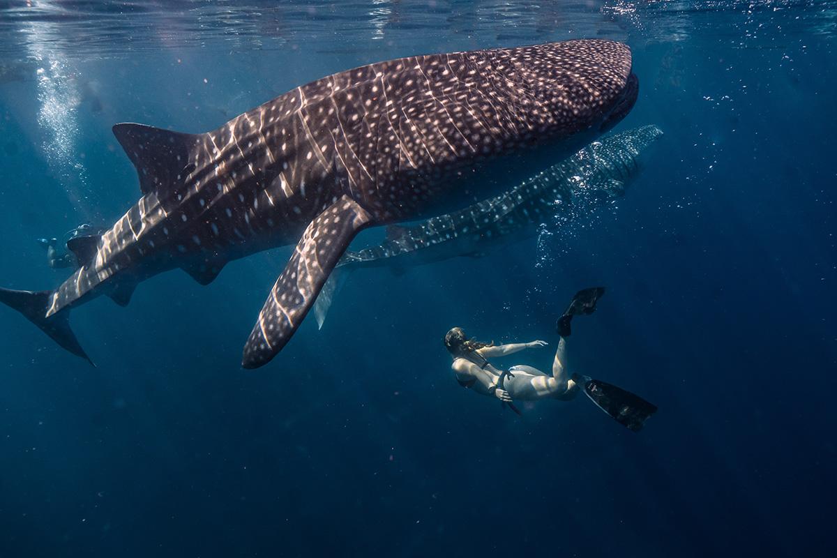 Angsana Velavaru - Whale Shark Snorkelling